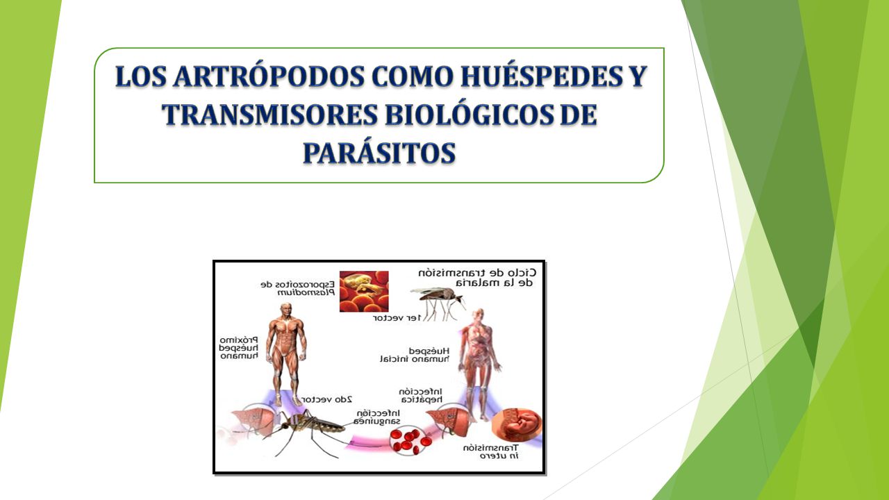 tipos de parasitos artropodos
